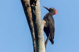 Image of Andaman Woodpecker