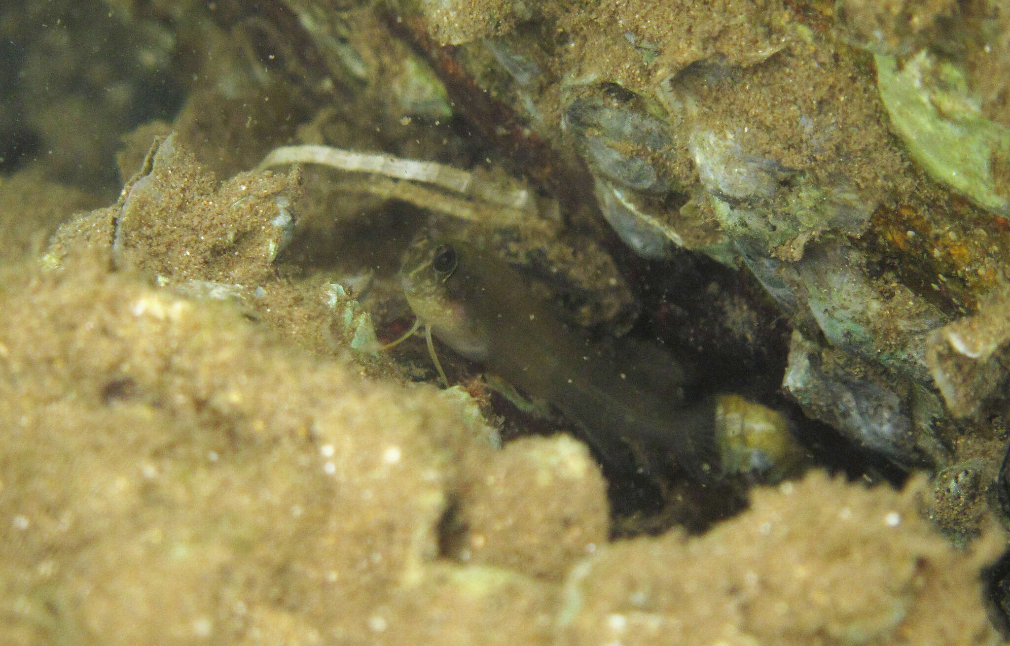 Image of Fang-toothed blenny