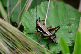 Image of Eupholidoptera tyrrhenica Allegrucci, Massa, Trasatti & Sbordoni 2014