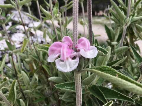 Image of Phlomis purpurea L.