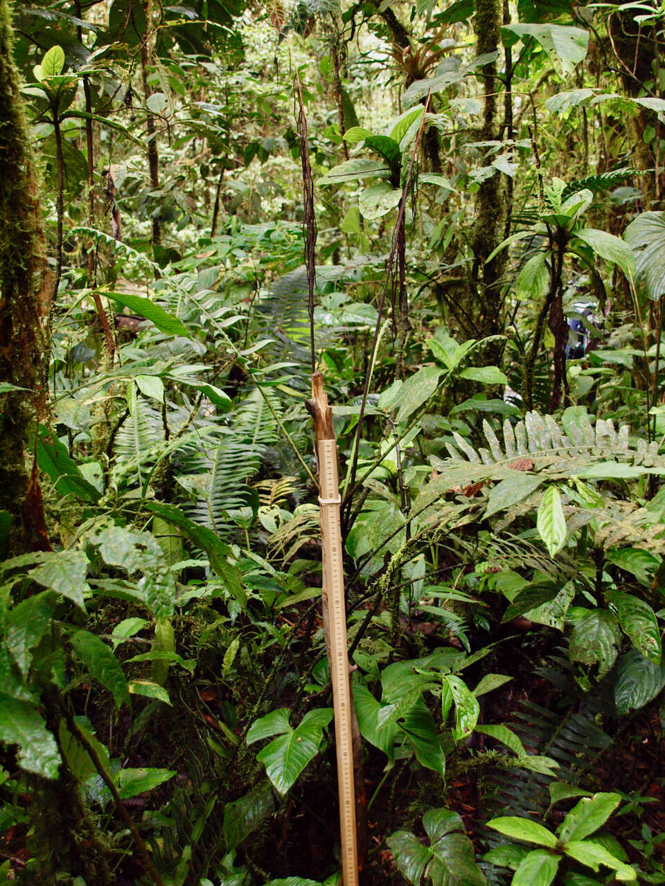 Image of Ravine Mid-Sorus Fern