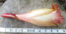 Image of Costus guanaiensis var. tarmicus (Loes.) Maas