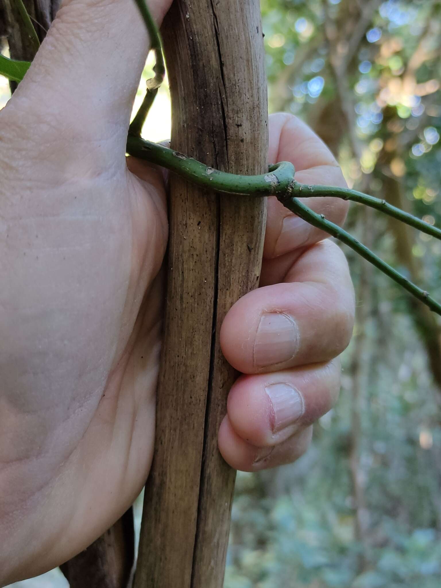 Image of Ventilago pubiflora Francis