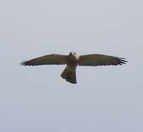 Image of Levant Sparrowhawk