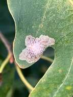 Image of Oak Blotch Miner