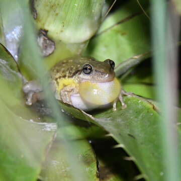 Image of Lesser Snouted Treefrog