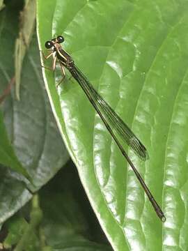 Image of Heteragrion johndeaconi Lencioni 2013