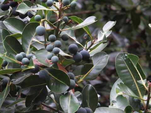 Image de Calophyllum sil Lauterb.