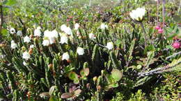 Image of white arctic mountain heather