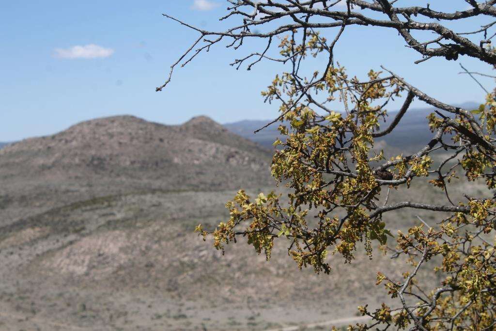 Sivun Quercus charcasana Trel. ex A. Camus kuva