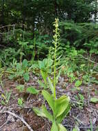 Plancia ëd Dactylorhiza viridis (L.) R. M. Bateman, Pridgeon & M. W. Chase