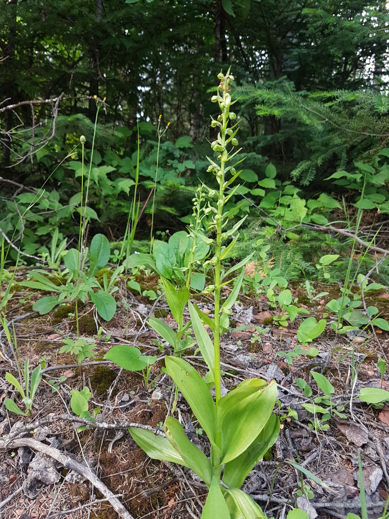 Plancia ëd Dactylorhiza viridis (L.) R. M. Bateman, Pridgeon & M. W. Chase