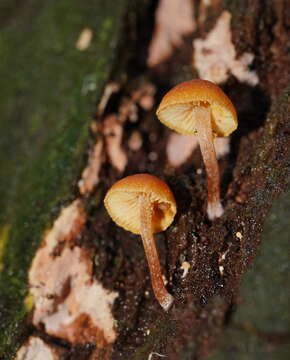 Image of Pholiota eucalyptorum (Cleland) Singer 1952