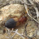 Image of Singilis (Singilis) bicolor Rambur 1837