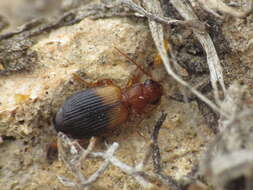 Image of Singilis (Singilis) bicolor Rambur 1837