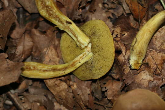 Image of Hortiboletus engelii (Hlaváček) Biketova & Wasser 2015