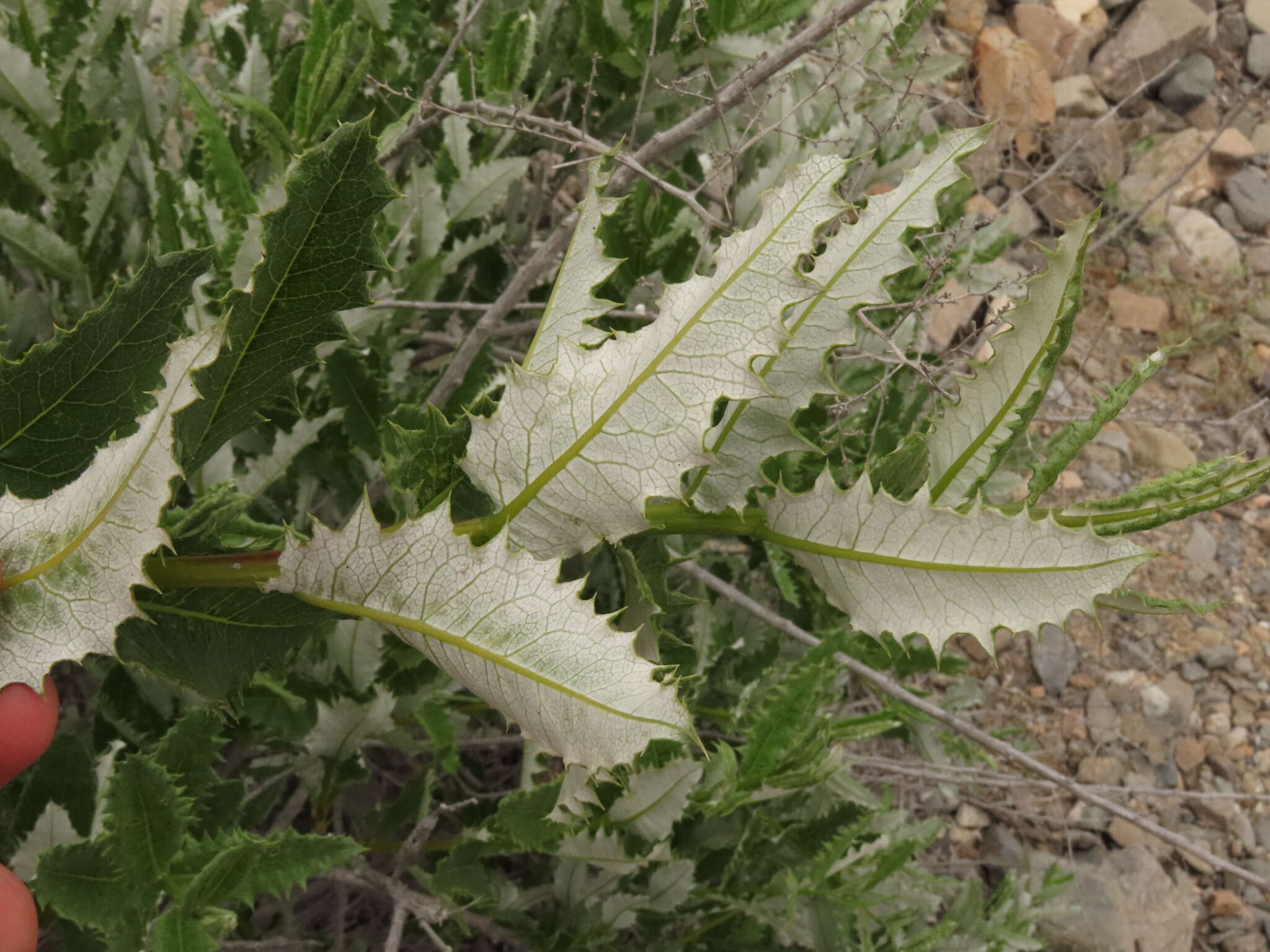 Image of Spinoliva ilicifolia (Hook. & Arn.) G. Sancho