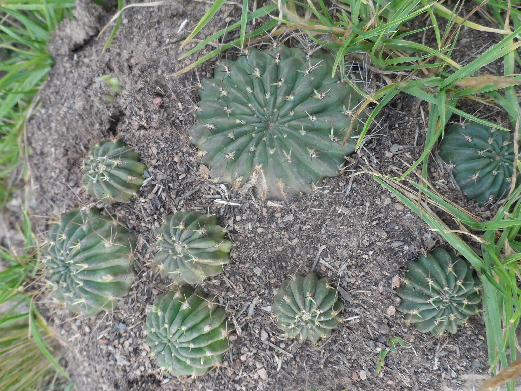 Echinopsis backebergii Werderm. resmi