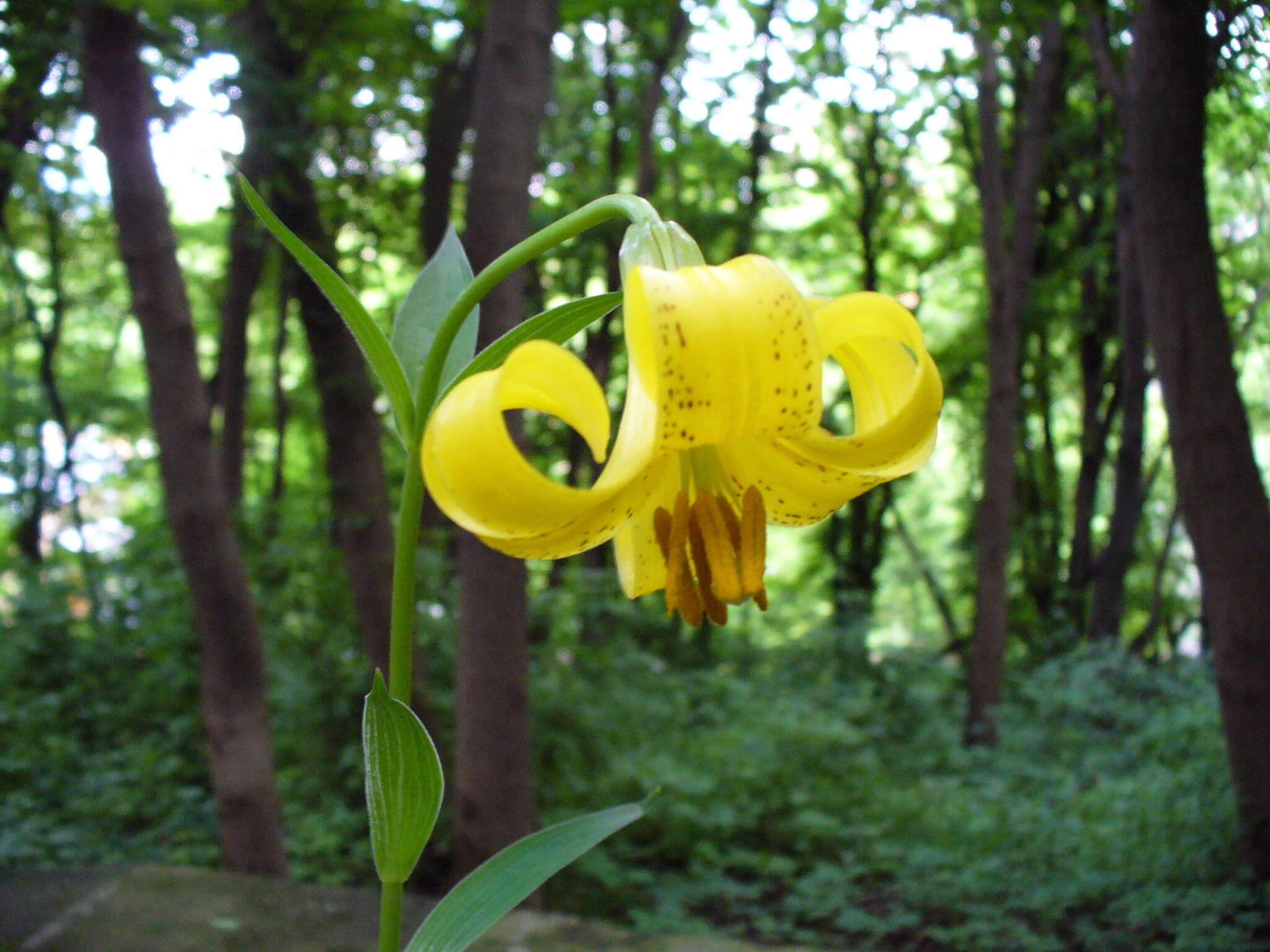 Imagem de Lilium monadelphum M. Bieb.