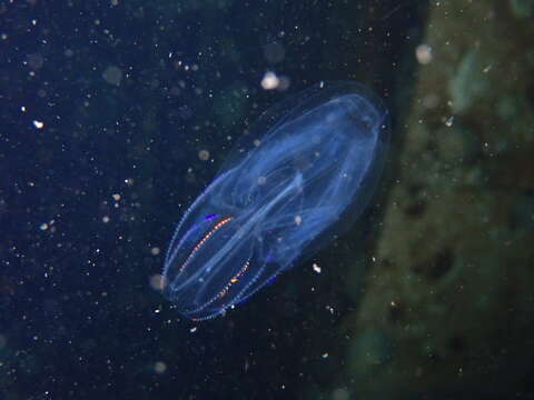 Image of short-lobed comb jelly