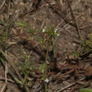 Image of Oldenlandia corymbosa var. caespitosa (Benth.) Verdc.