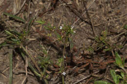 Image of Oldenlandia corymbosa var. caespitosa (Benth.) Verdc.