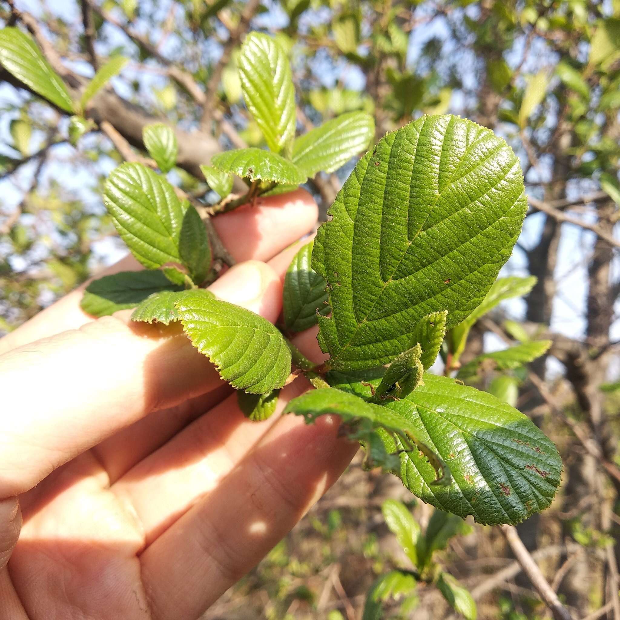 Sivun Alnus jorullensis Kunth kuva