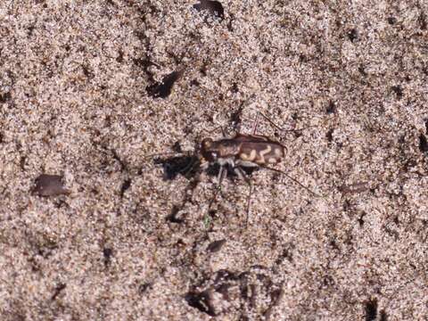 Image of Cicindela (Cicindelidia) carthagena Dejean 1831