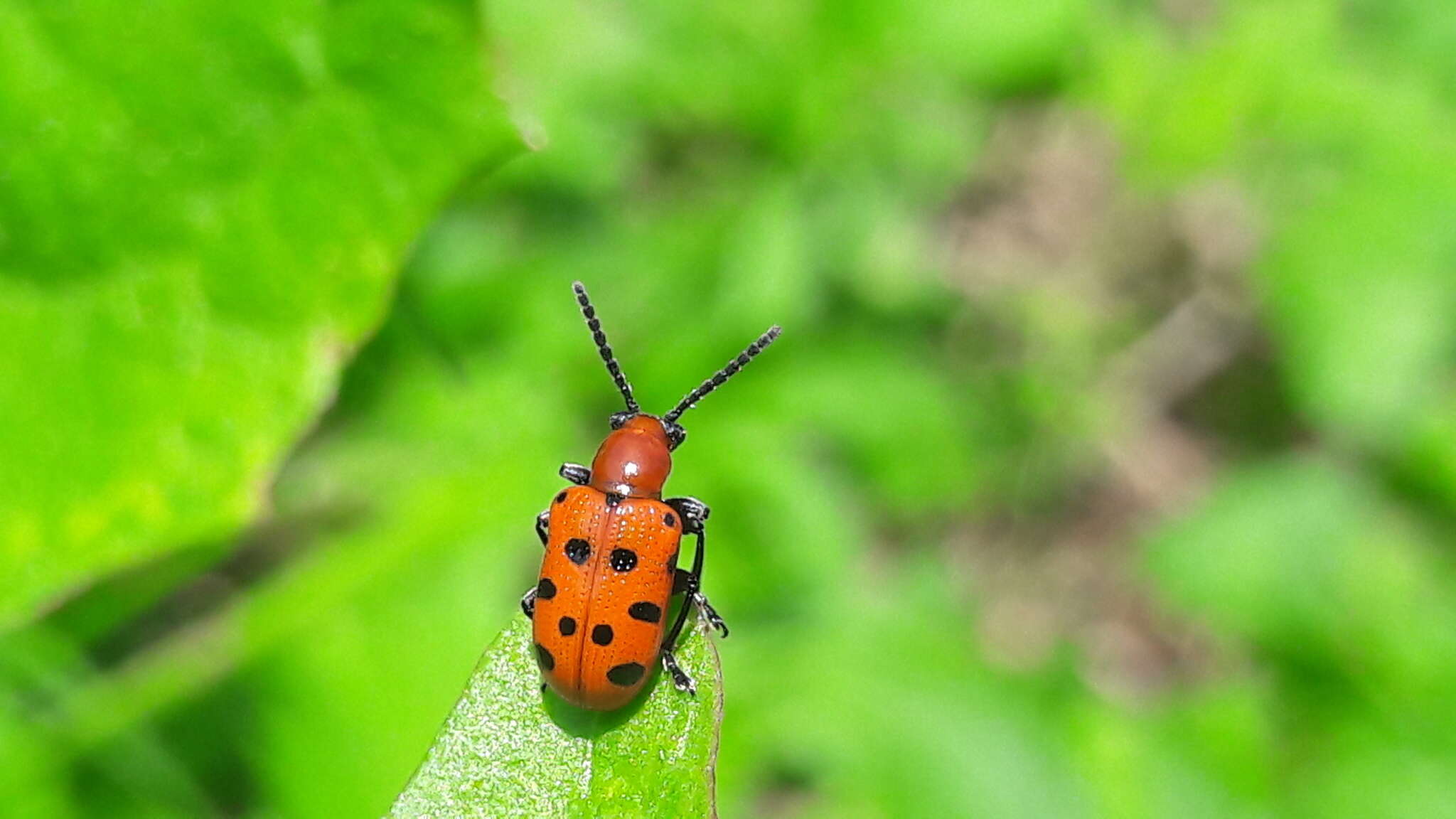 Image of Spotted asparagus beetle