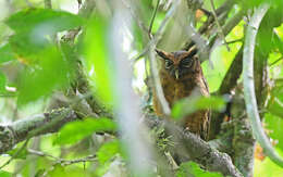 Image of Tawny-bellied Screech Owl