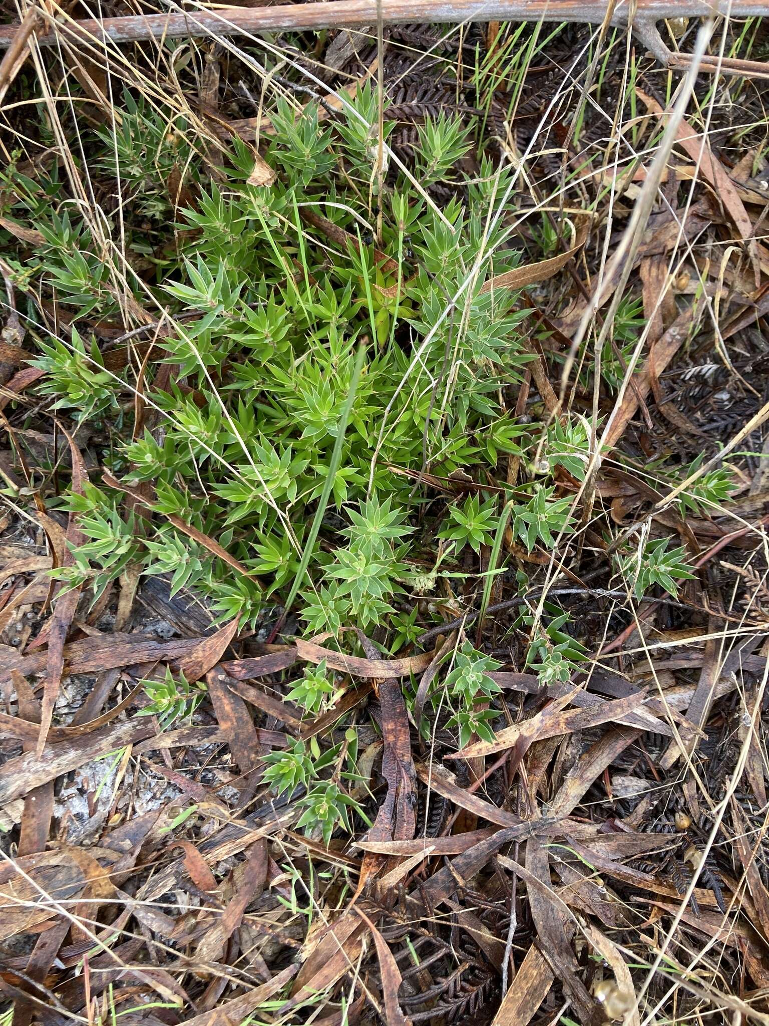 Image of Styphelia adscendens R. Br.