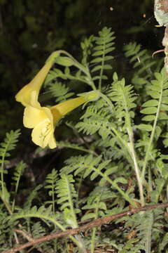 Image of Polemonium pauciflorum subsp. melindae (Rzed., Calderón & Villarreal) J. M. Porter & L. A. Johnson