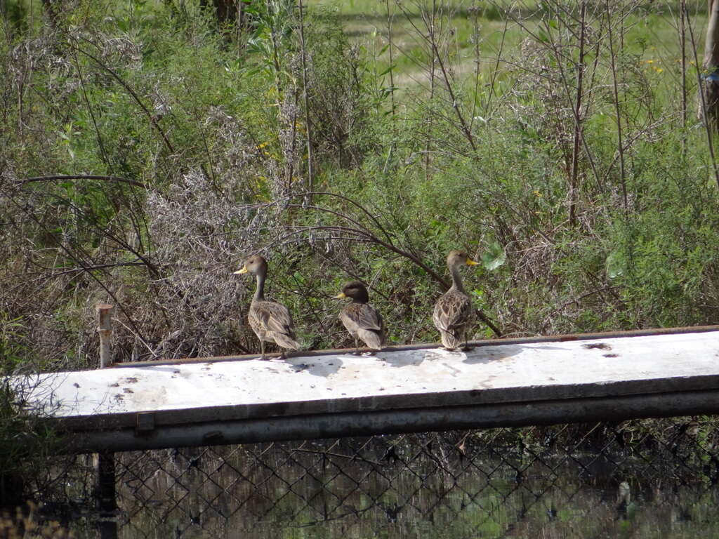 Image of Yellow-billed Pintail