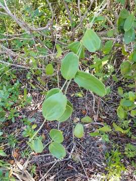 Image of Smilax havanensis Jacq.