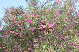 Imagem de Eremophila alternifolia R. Br.