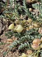 Astragalus lentiginosus var. ineptus (A. Gray) M. E. Jones的圖片