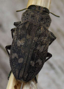 صورة Chrysobothris caddo Wellso & Manley 2007