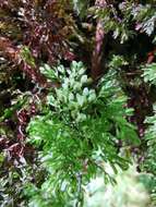 Image of Hymenophyllum paniculiflorum Presl