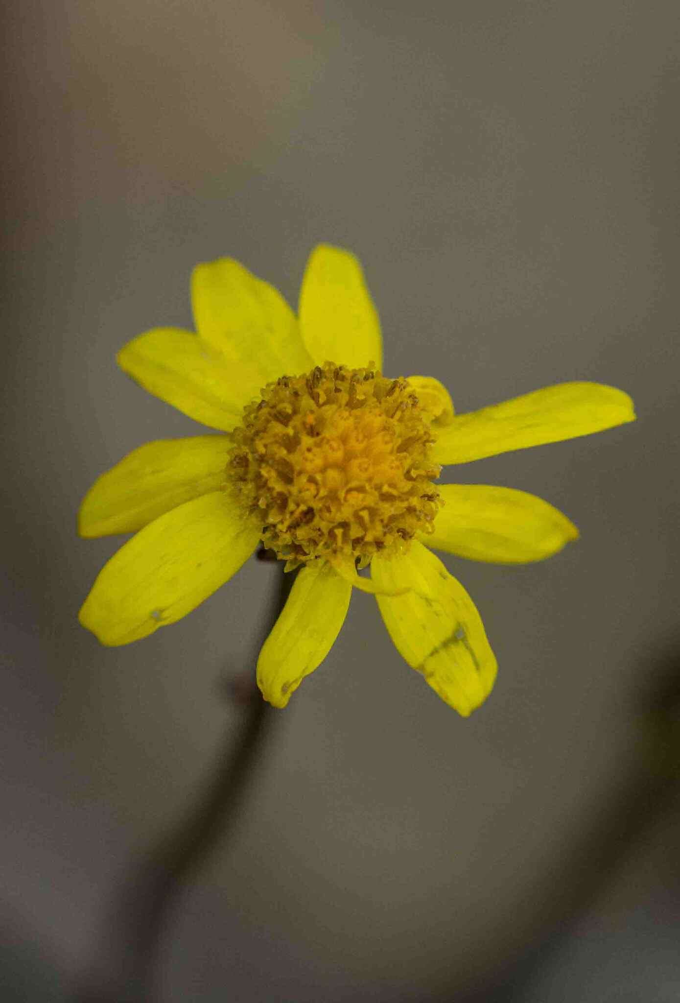 Image of Senecio parentalis O. M. Hilliard & B. L. Burtt