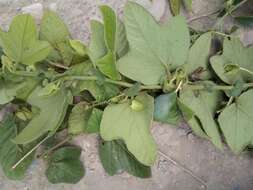 Image of Passiflora nephrodes Mast.