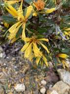 Image of Lambertia multiflora var. darlingensis R. J. Hnatiuk