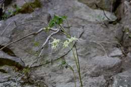 Image of Epimedium grandiflorum var. koreanum (Nakai) K. Suzuki