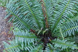 Image of Fishbone water-fern