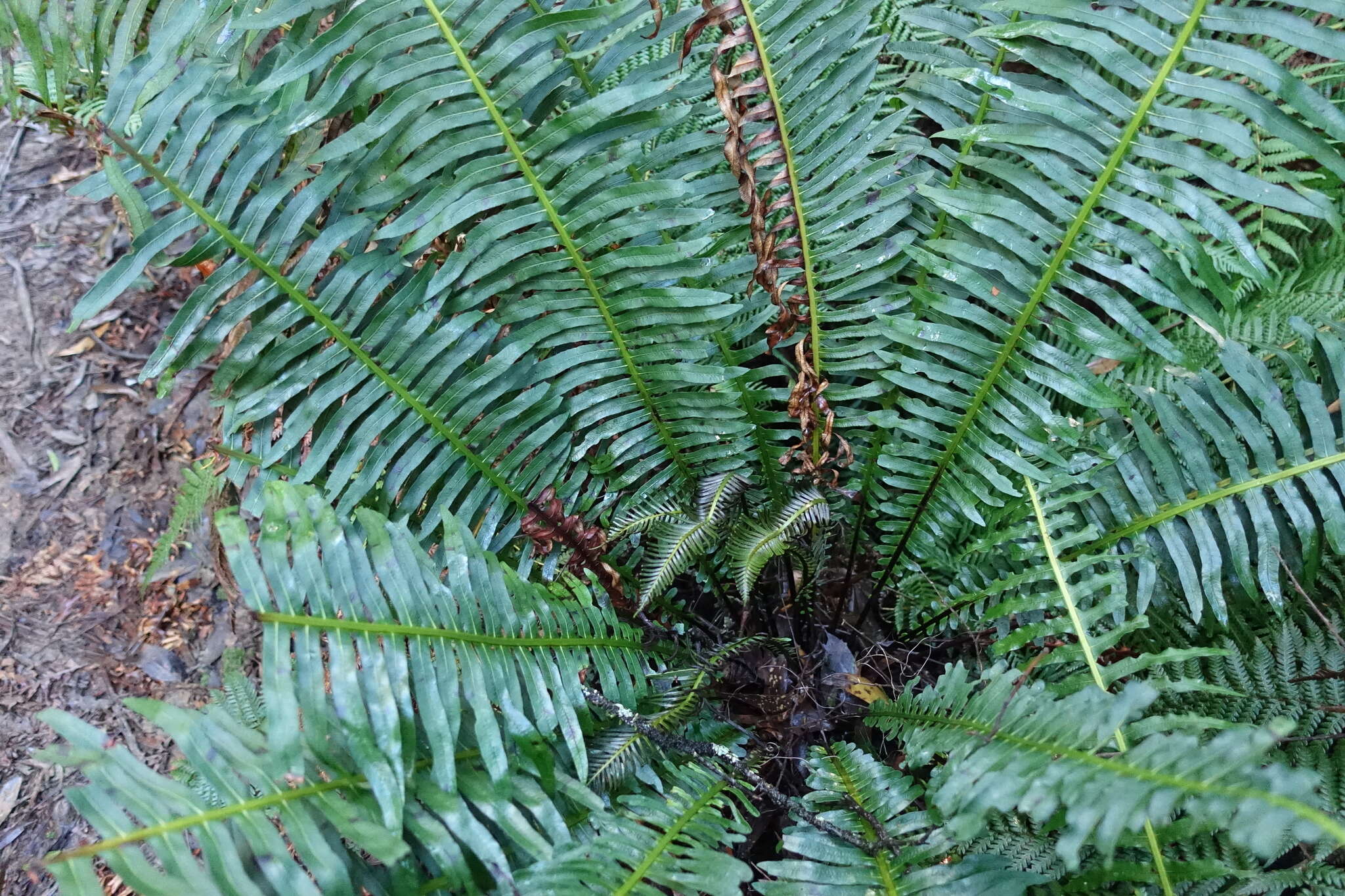 Image of Fishbone water-fern
