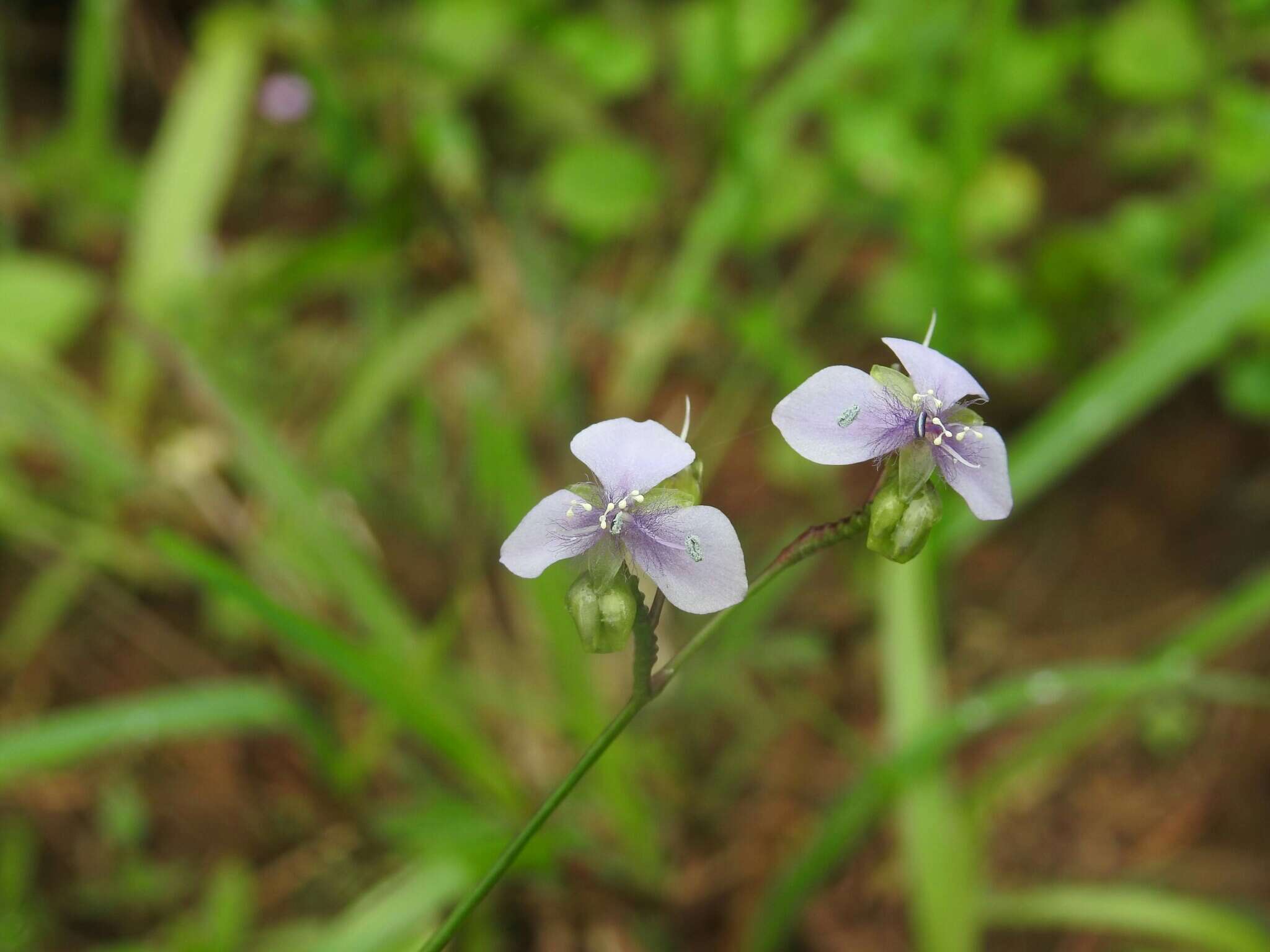 Sivun Murdannia simplex (Vahl) Brenan kuva