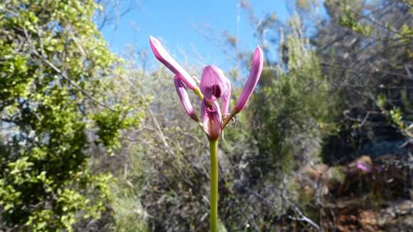 Image of Nerine humilis (Jacq.) Herb.