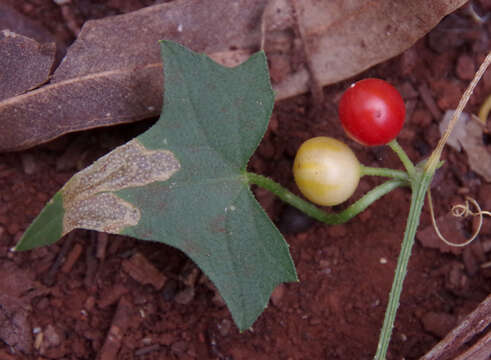 Image of Cucumis variabilis P. Sebastian & I. Telford