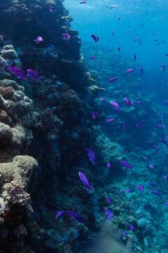 Image of Amethyst anthias