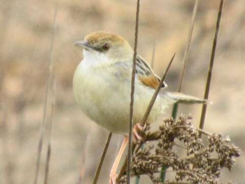 Слика од Cisticola galactotes galactotes (Temminck 1821)