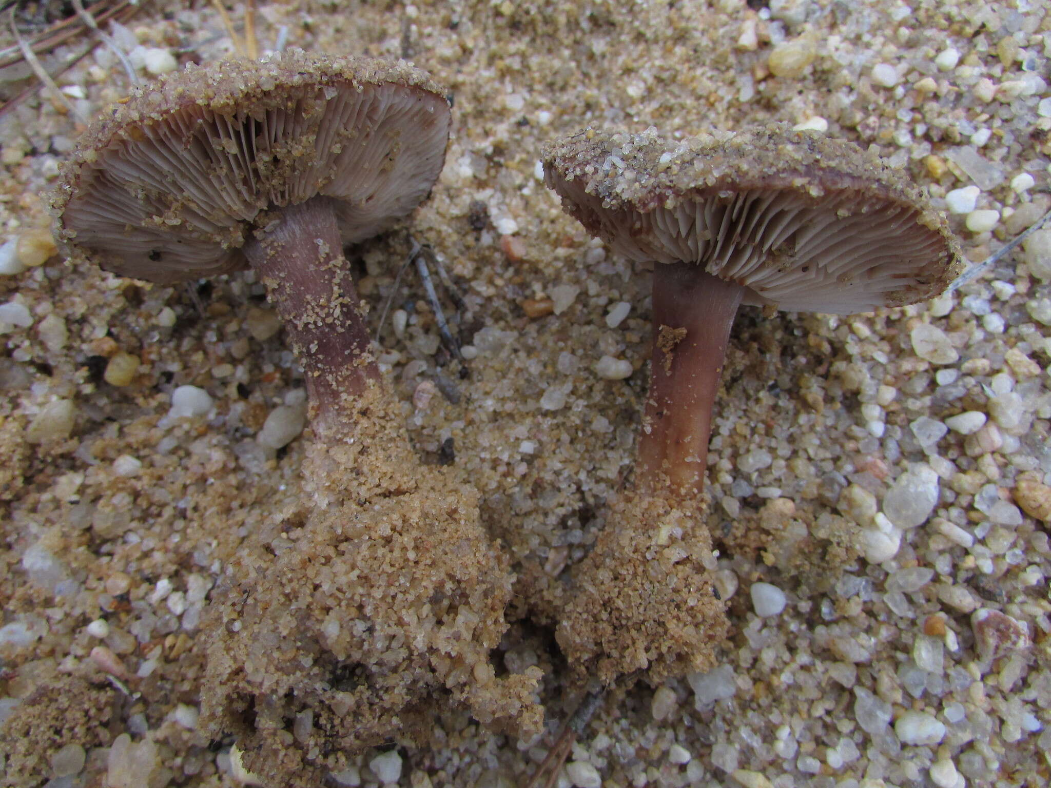 Image de Tricholome à pied blanc et brun